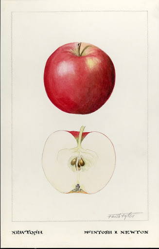 Newtosh apple, cross between a McIntosh Red and a Newton apple.