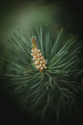 Деталі лісу