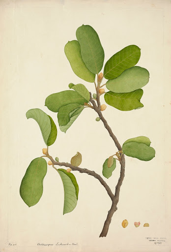 Monkey Fruit (Artocarpus lakoocha)