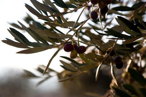 Olive branch and olives