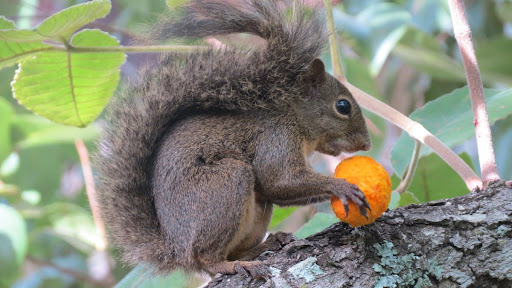 Squirrel with pequi
