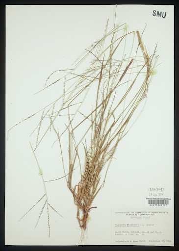Digitaria filiformis (common name Slender Crabgrass) specimen