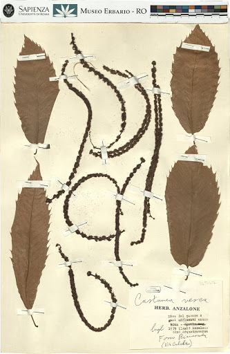 Castanea sativa Mill.