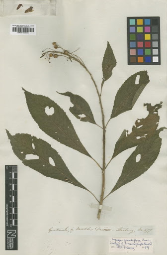 Lopezia grandiflora Zucc.