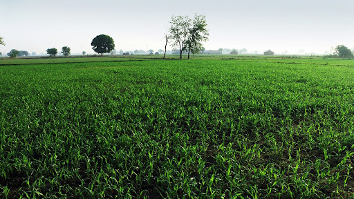 Green Millet Field
