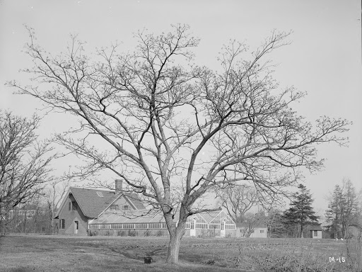 Phellodendron japonicum Massachusetts (Jamaica Plain)