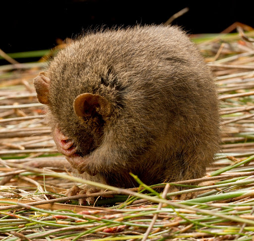 Grampians Bioscan: Antechinus swainsonii, Dusky Antechinus