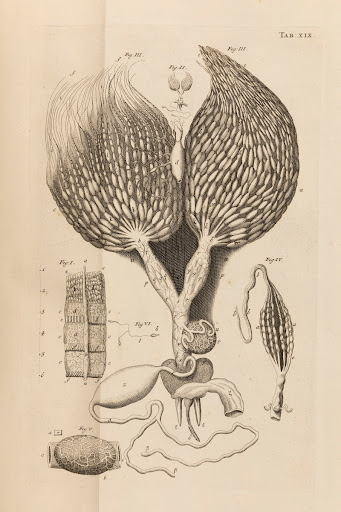 Biblia naturae = Bybel der natuure