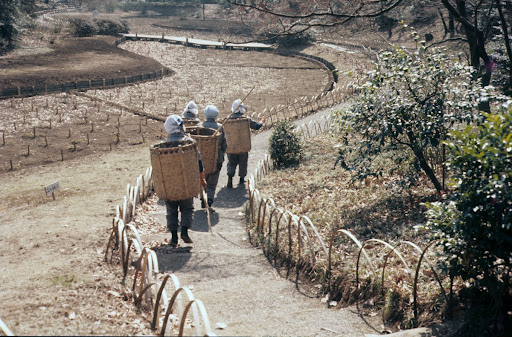 Garden workers carrying straw baskets in cleared Iris garden, Meiji jingu Shrine, Tokyo
