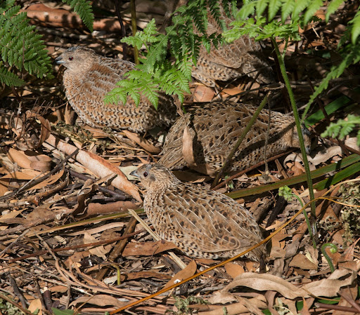 Catching The Eye: Coturnix ypsilophora, Brown Quails