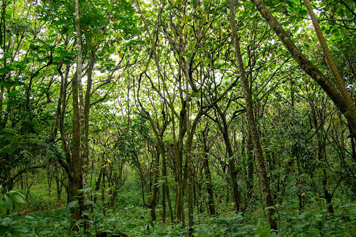 Neobotonia macrocalyx