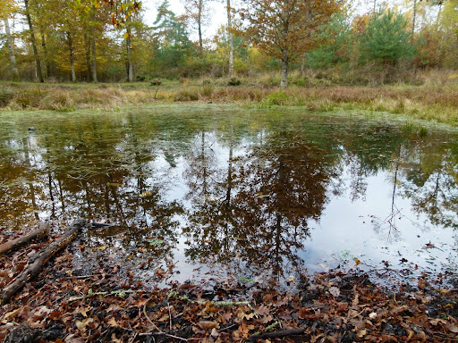 Une mare du parc, vestige d'un ancien site d'extraction de minerai de fer