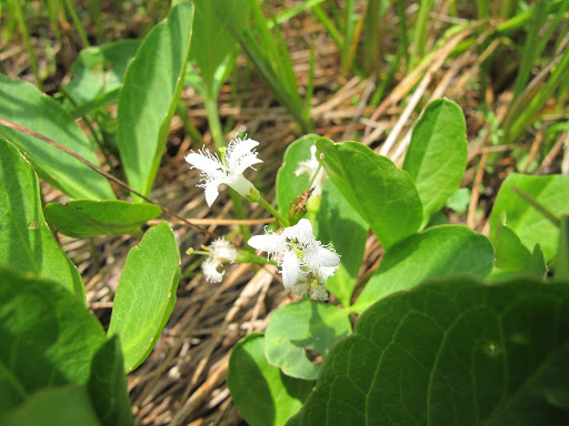 Bogbean