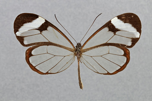 Glasswinged Butterfly, Greta oto
