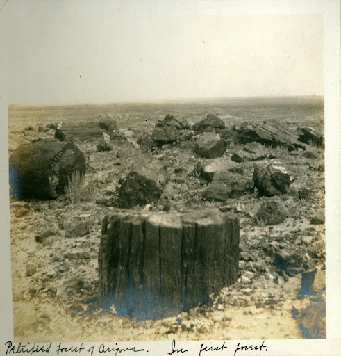 Photograph of First Forest in Petrified Forest of Arizona.