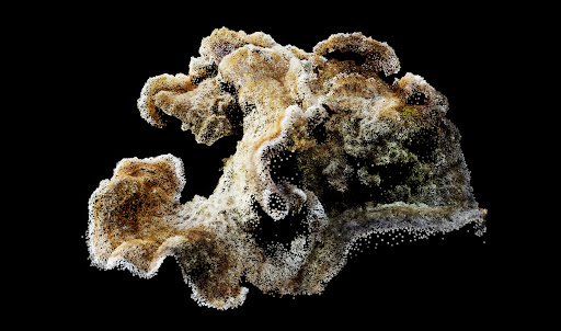 Live simulation (still): Fossil