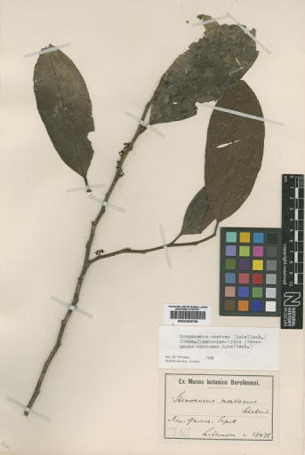 Gomphandra montana (Schellenb.) Sleumer