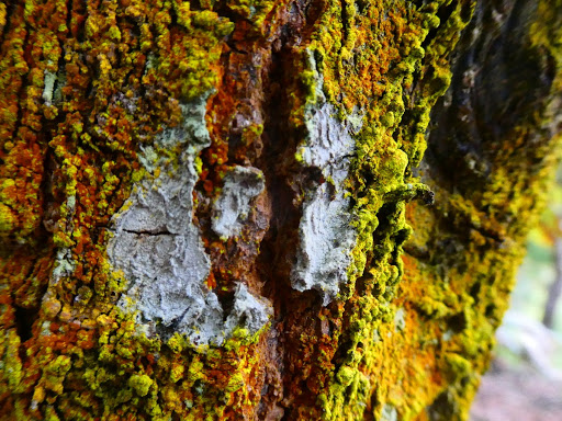Lichen - Quercus