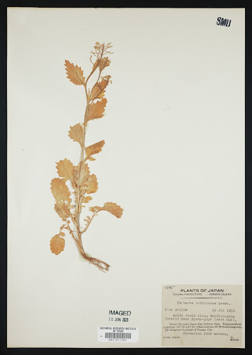 Barbarea orthoceras (common name American Yellowrocket) specimen from Japan
