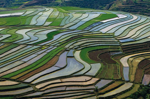 Rice fields near Betafo - Vakinankaratra, Madagascar