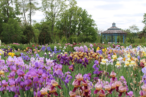 Iris and Peony collections