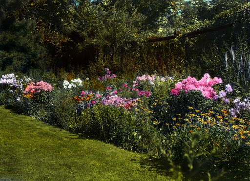 Flower garden, W.T. Macoun’s perennial border, fall phlox, Central Experimental Farm, date unknown.