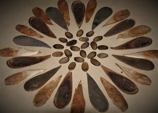 Art with Guapuruvu (Schizolobium parahyba) pods and seeds