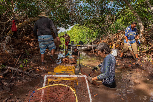 Mangrove science in Bonaire