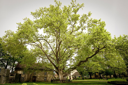 Plane tree in Kozy