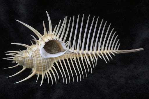 Venus Comb Shell, Murex pecten
