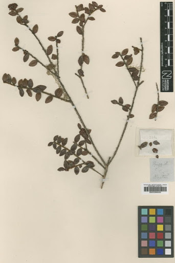 Vaccinium nummularia Hook.f. & Thomson ex C.B.Clarke