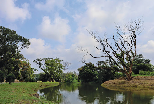 Serenity of Nature: Glimpsed here is a self-sufficing ecosystem within the premises of the Acharya Jagadish Chandra Bose Indian Botanic Gardens located in Shibpur, Howrah. The stream in the picture provides scope for ample interactions amongst miscellaneous species of nature thriving in aquatic, semi-aquatic, terrestrial, and arboreal habitats.