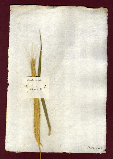 Herbarium sheet with Rye