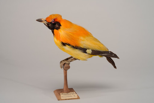 Goldlaubenvogel (Sericulus aureus)