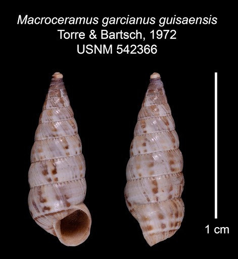 Macroceramus garcianus guisaensis
