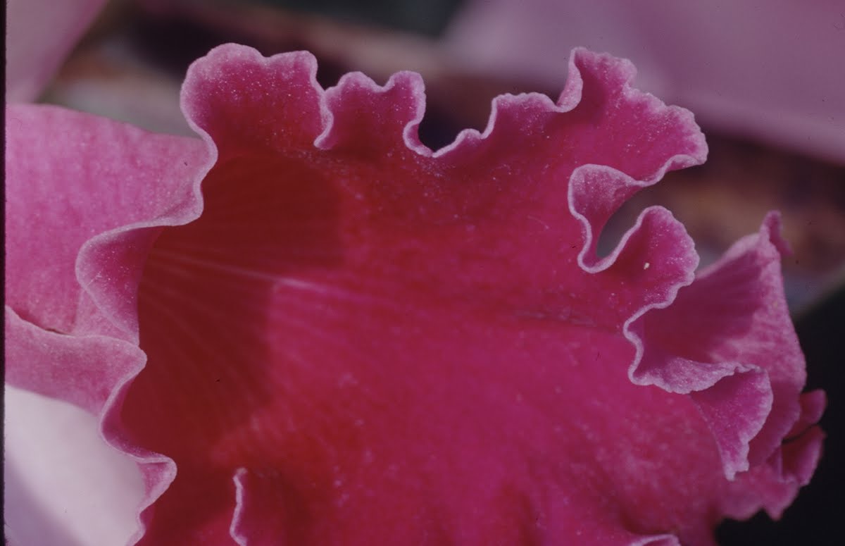 Orchids 1970-1989 And None Dated Ones