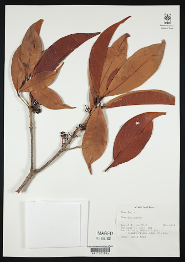 Endiandra specimen from Brunei Darussalam