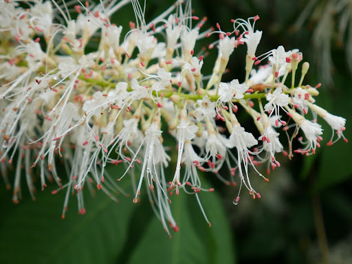 Aesculus parviflora (bottlebrush buckeye)