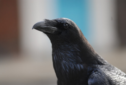 Tower of London raven