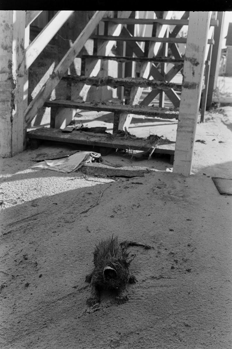 Hurricane Hazel In Washington, North Carolina