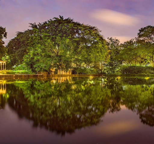 Banyan tree in Singapore Botanical Gardens