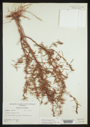 Ludwigia linearis (common name Narrowleaf Primrose-willow) specimen