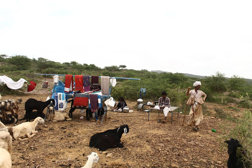 Rabaris and the flock share the same home