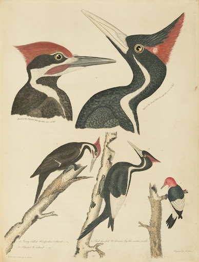 American Ornithology Vol. IV, Plate 29