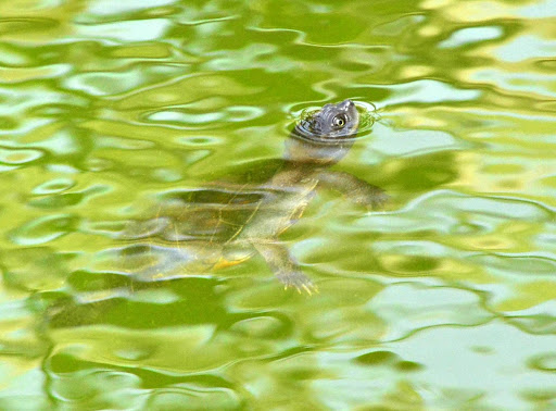 Mud Turtle in Iyake suspended lake
