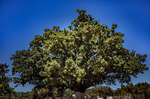 Lelonis’ oak at Filiatra
