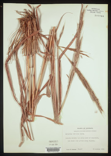 Erianthus strictus (common name Narrow Plumegrass) specimen