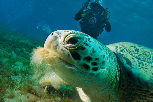 Green turtle (Chelonia mydas). On oceanic islands, green turtle nesting season takes place between January and July.