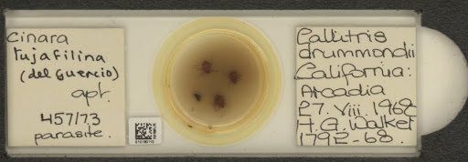 Cinara (Cupressobium) tujafilinus del Guercio, 1909