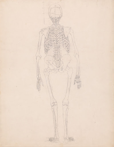 Human Skeleton, Posterior View